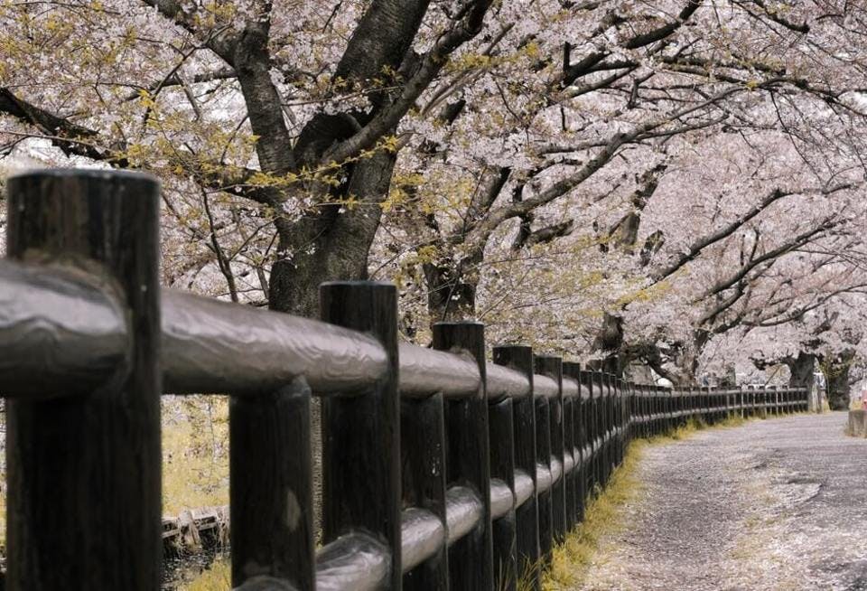 岡山の名所と桜