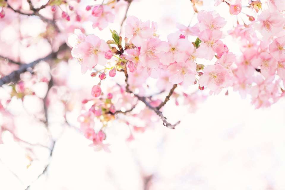 角館　桜