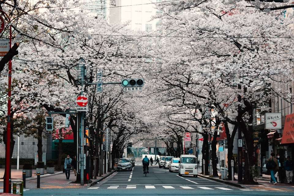 桜祭り　交通