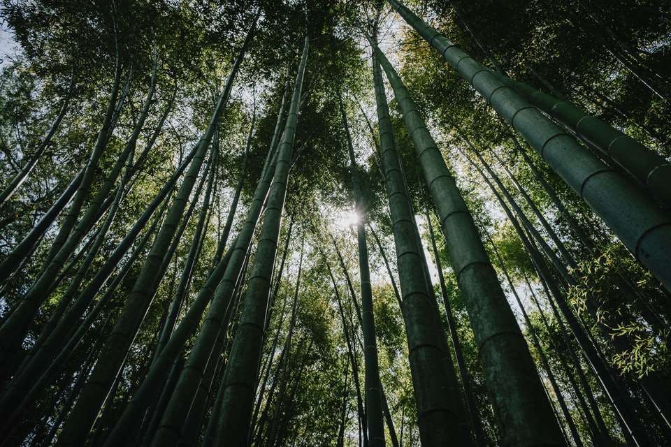 鎌倉に生い茂る竹林