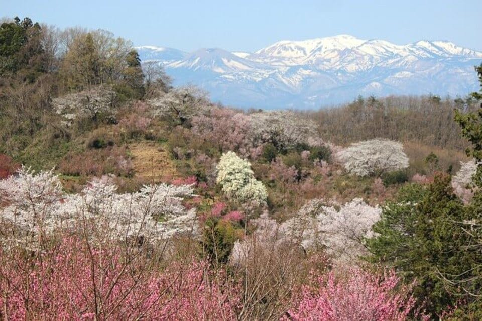 山々の桜