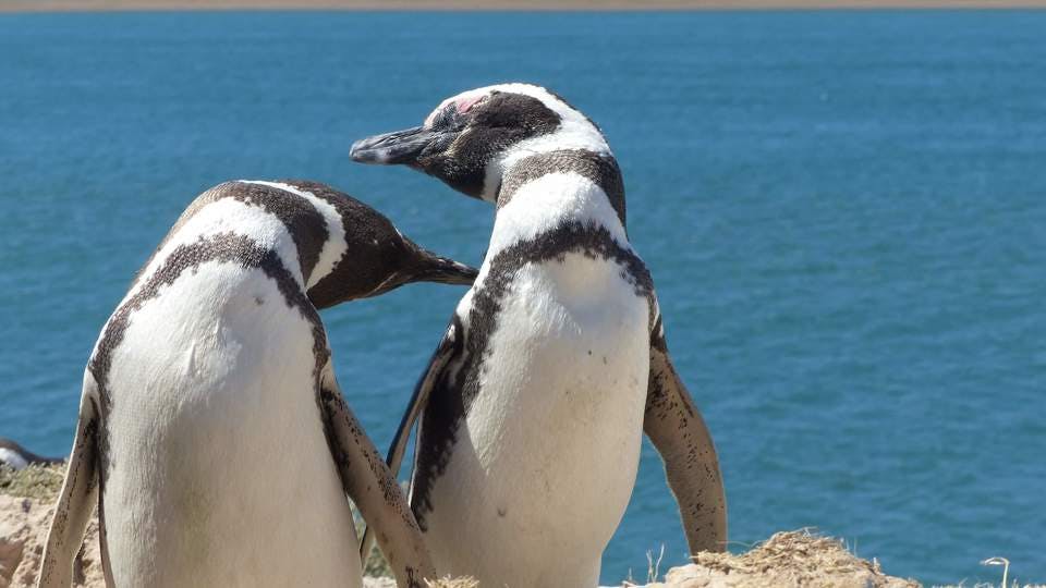ペンギンが数種類いるアドベチャーワールド