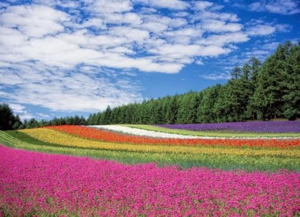 Large flower garden blue sky hokkaido japan 60628