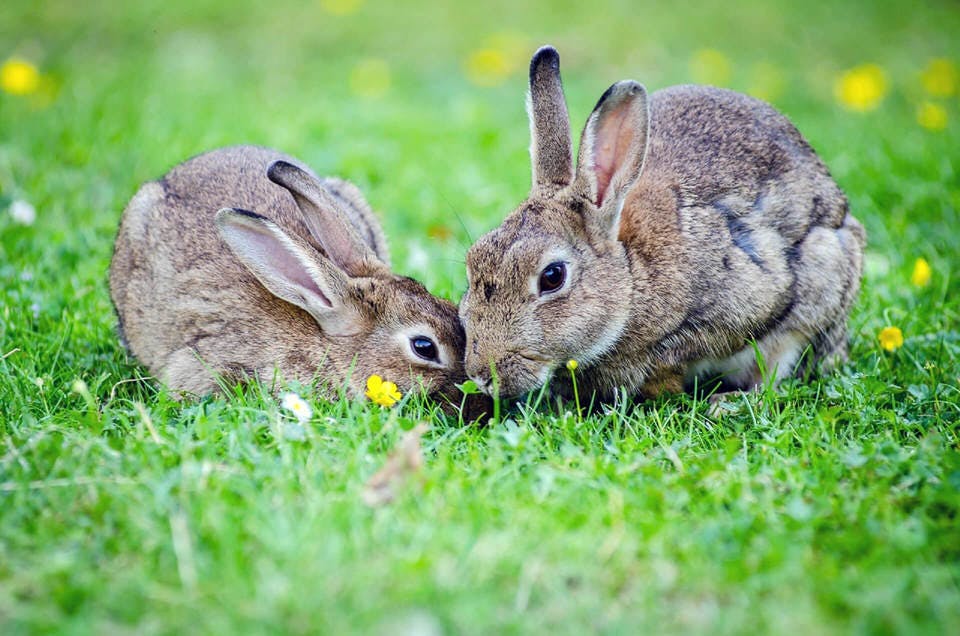 Large animals bunnies bunny 33152