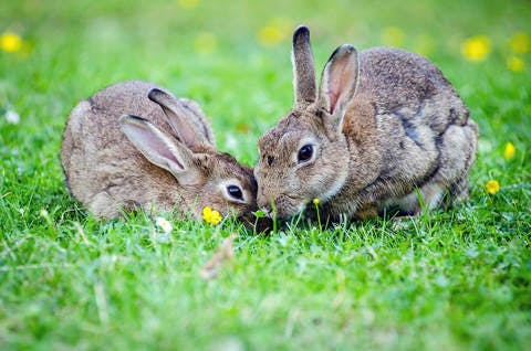 Medium animals bunnies bunny 33152