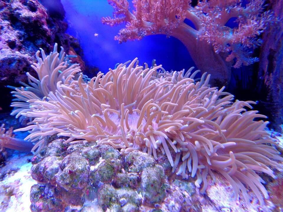 Large coral 1053834 960 720