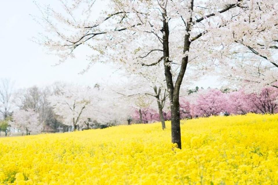 渋川の桜