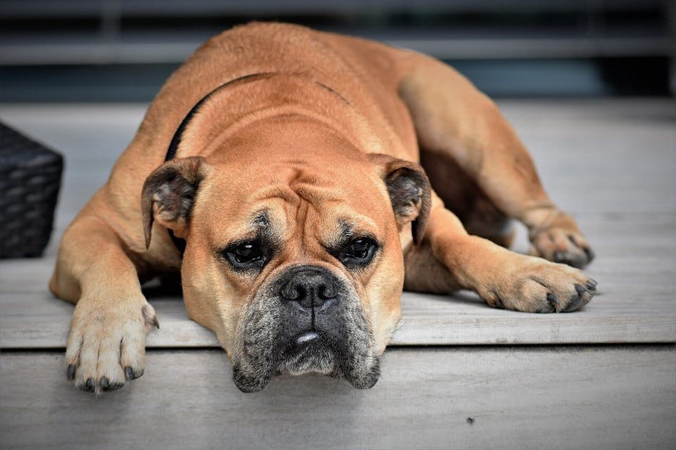 飽き性な性質の犬