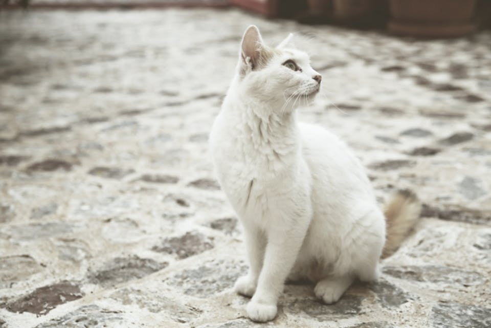 ギリシャ語の単語白い猫