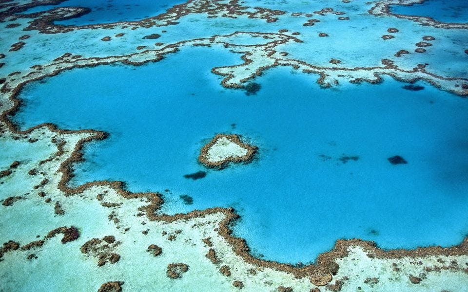 サンゴ礁　オーストラリア