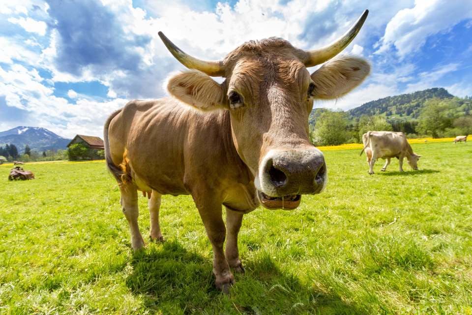 Large cow pasture animal almabtrieb
