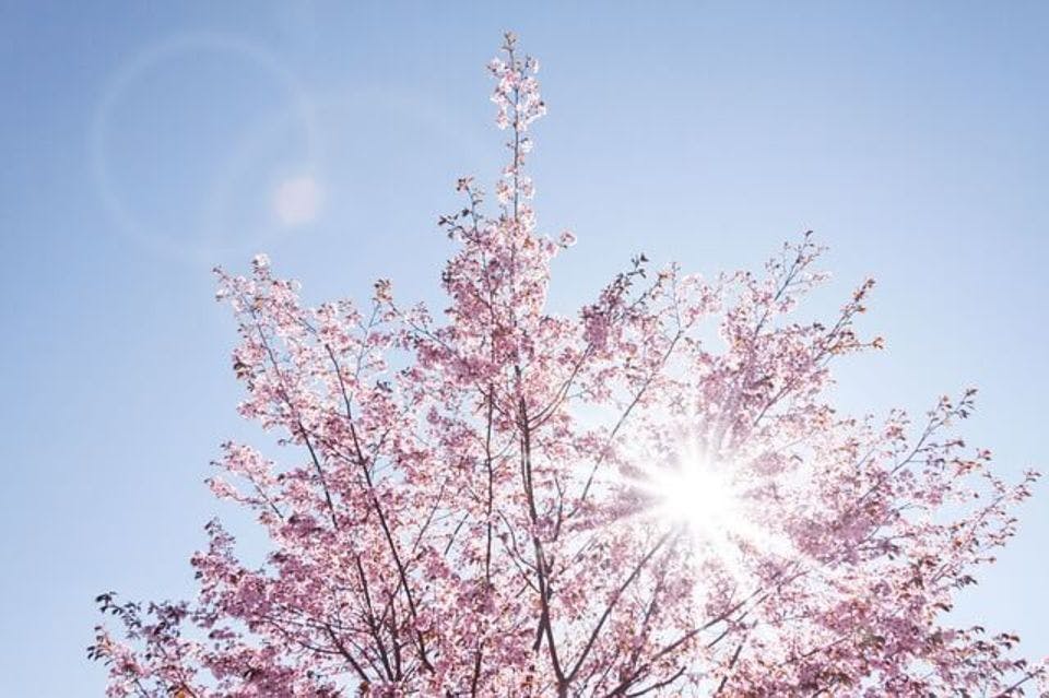 美しい桜の木