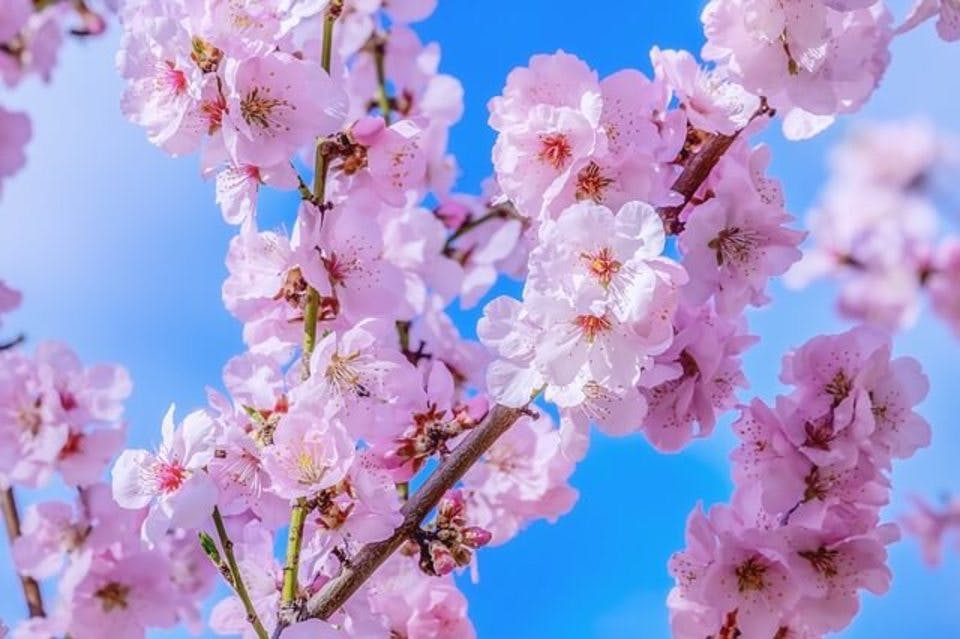 桜の木で占う