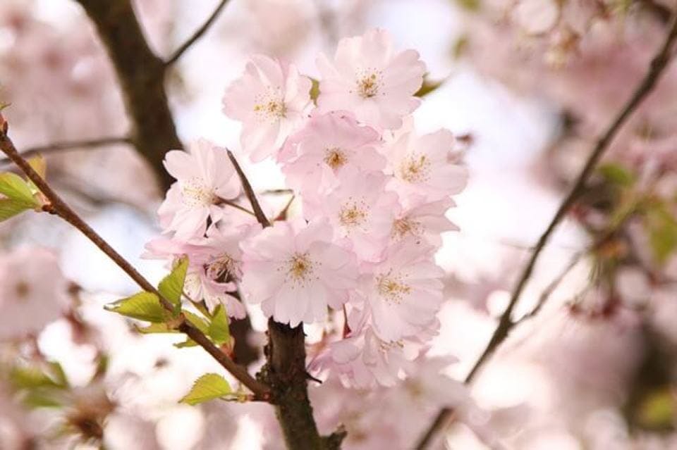 桜の木の心得