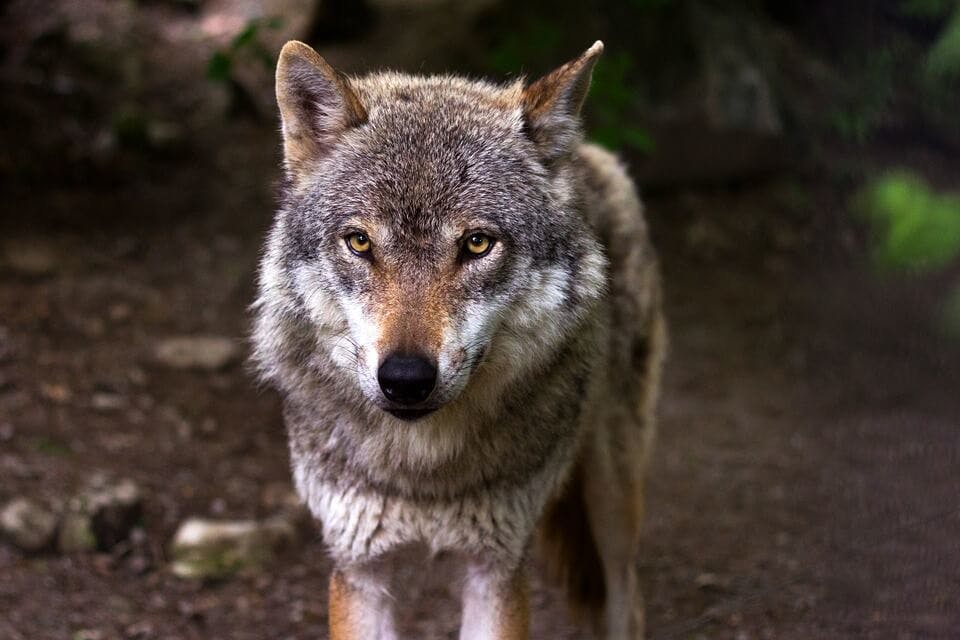 きれいな目のオオカミ