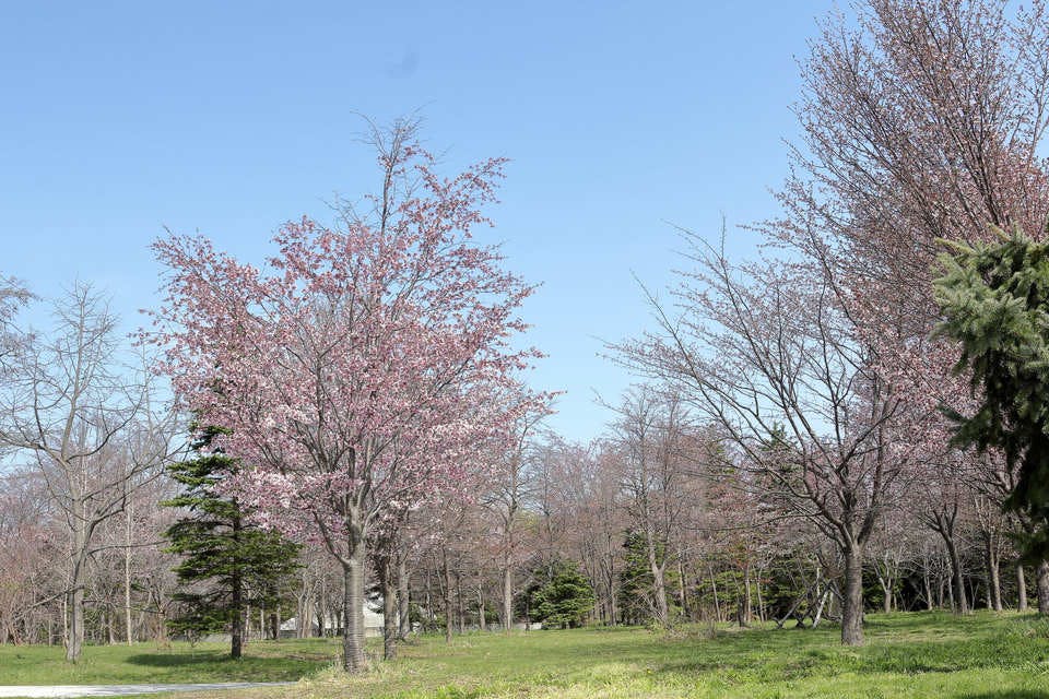 モエレ沼公園の桜