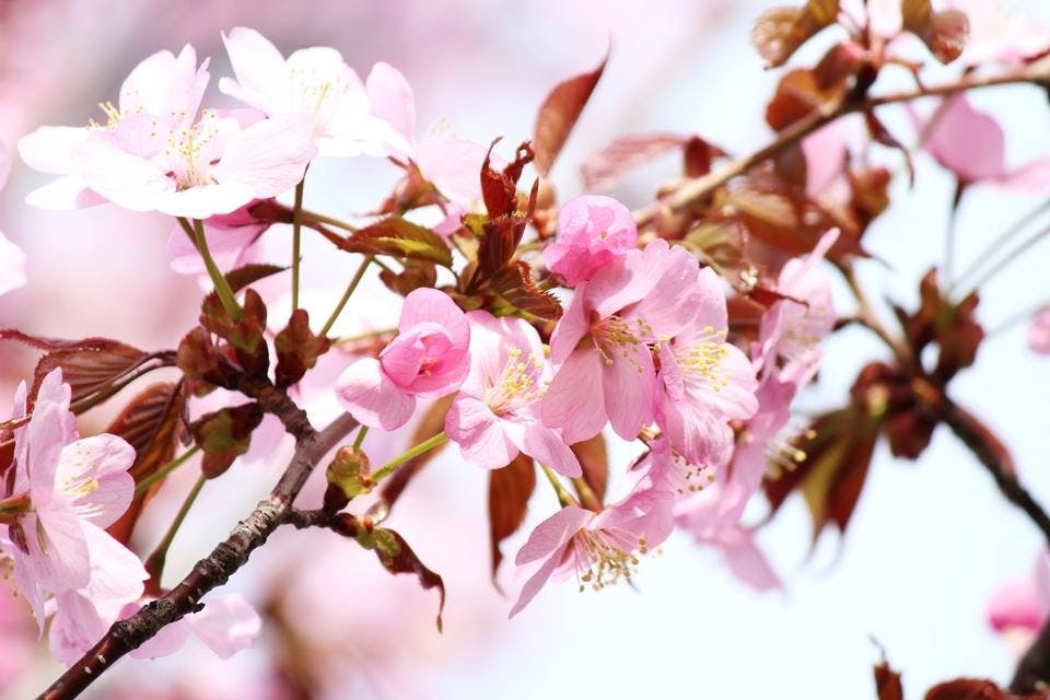 旭山記念公園の桜
