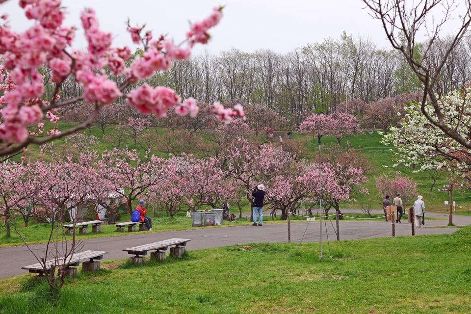 紅桜公園