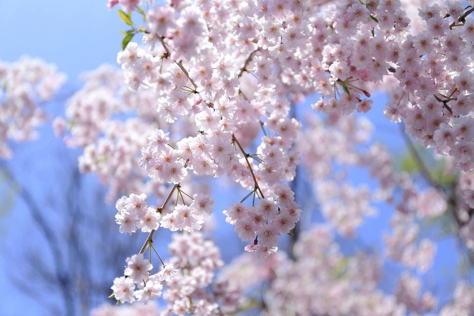 月寒公園の桜