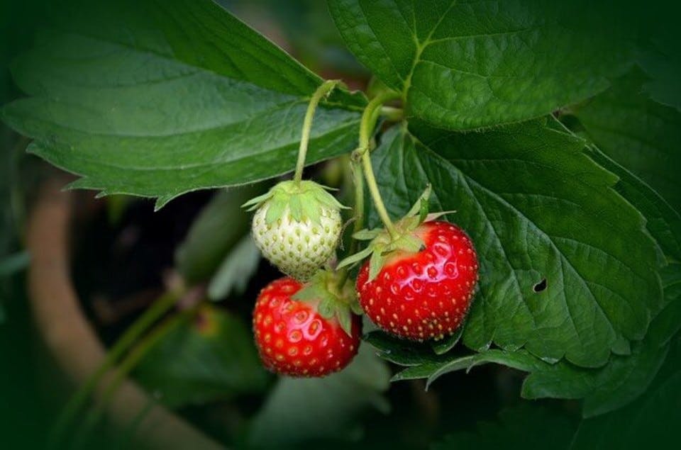 Large strawberry plant 751178 640  1 