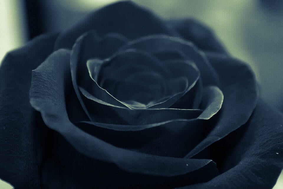 黒薔薇の花言葉は怖い？６つの意味＆プレゼントする時の注意点