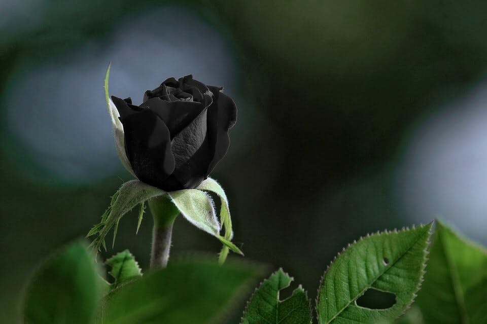 独特の花言葉がある黒薔薇