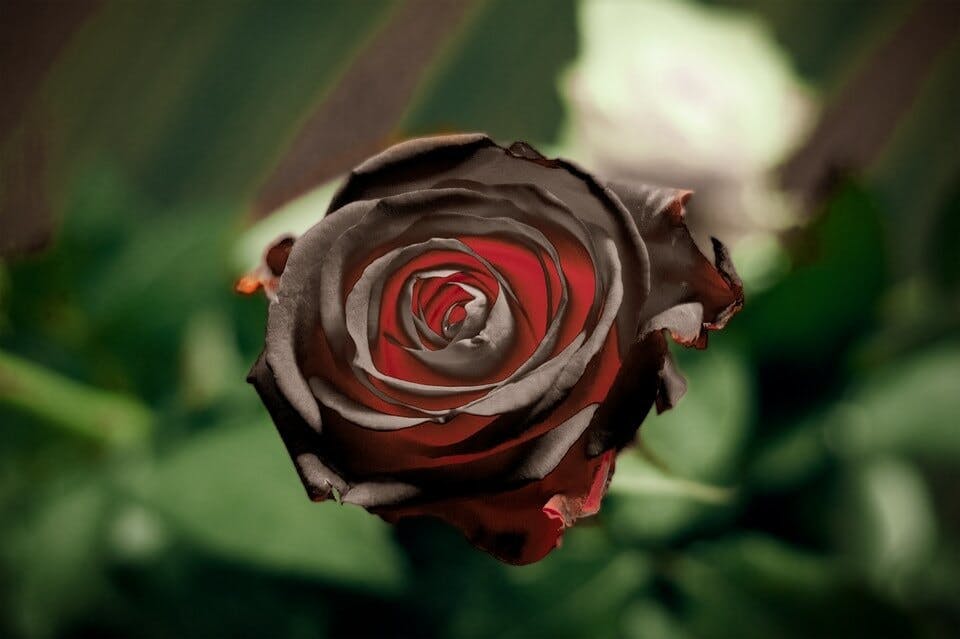 花言葉は重いが黒薔薇をプレゼントしたくて購入
