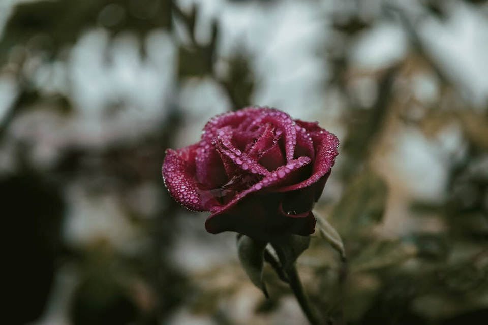 花言葉から黒薔薇は親しい人のみに贈ろうと思う