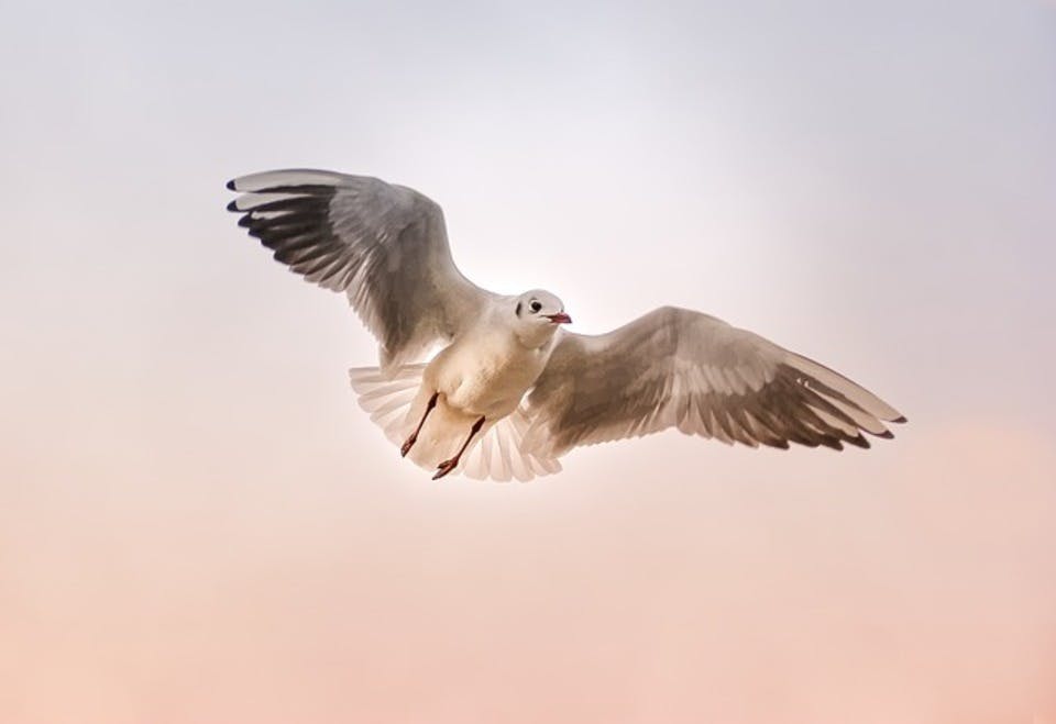 鳥の夢の意味