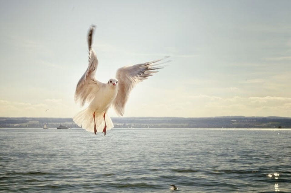 鳥が出てくる夢の状況