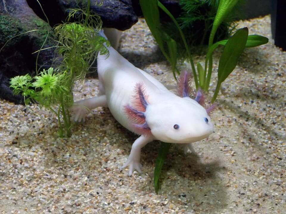 Large axolotl 2193331 960 720