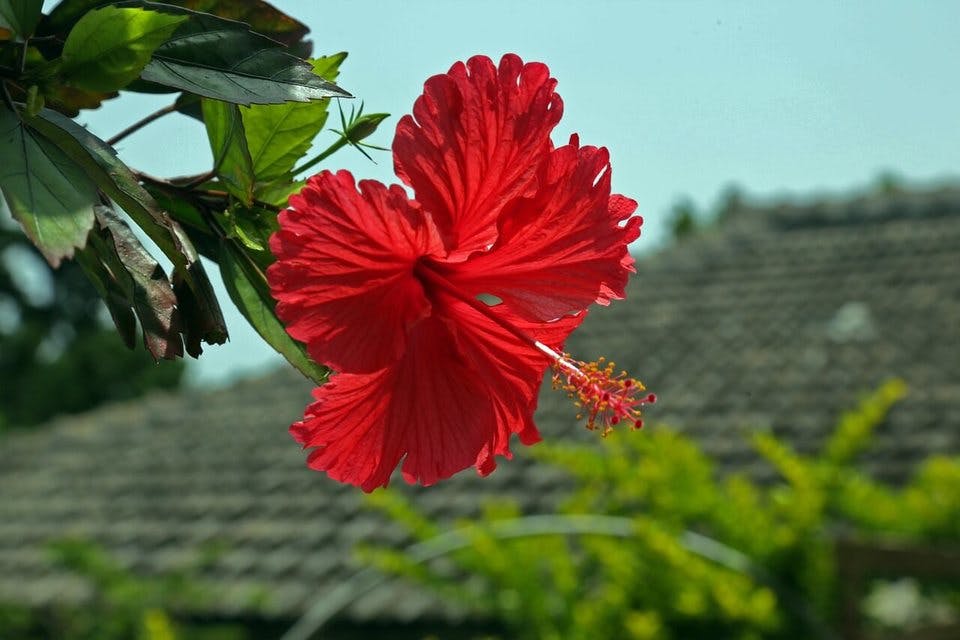 沖縄人が好きな花