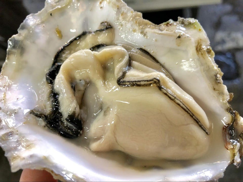 仙台の牡蠣