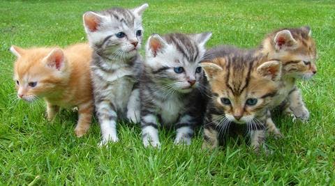Medium animals cats cute 45170