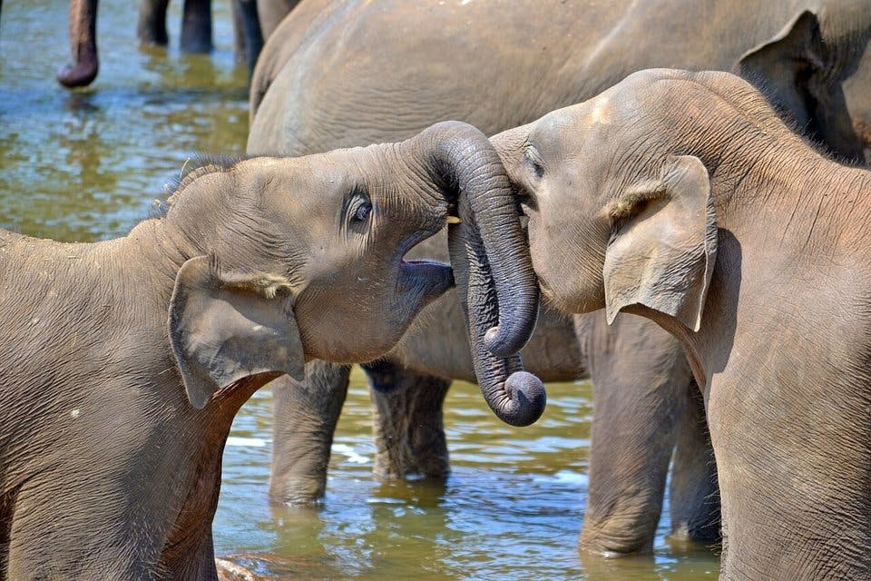 Large young elephants 264711 1280