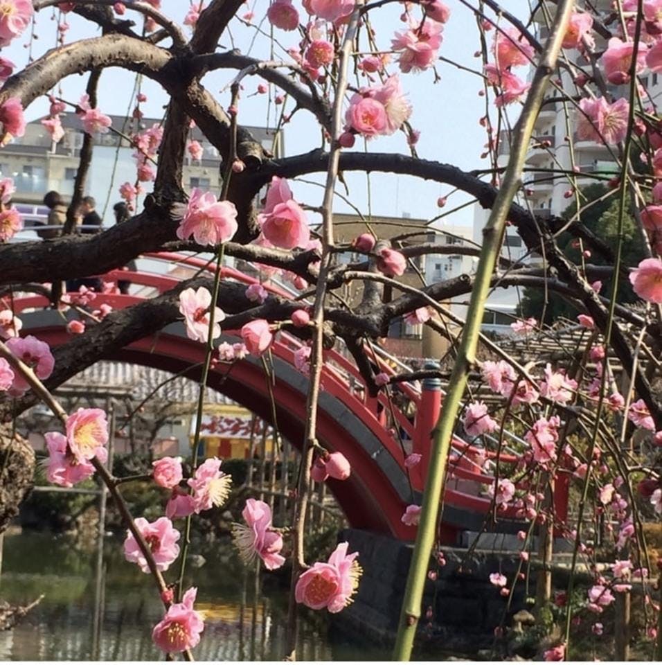 亀戸天神社