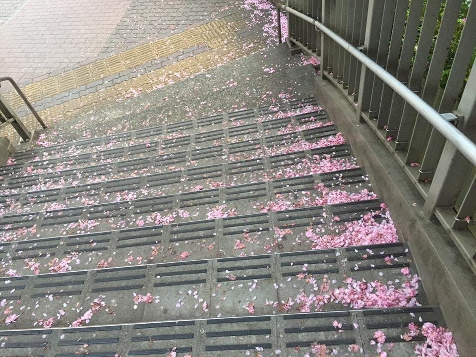 明治通りの桜