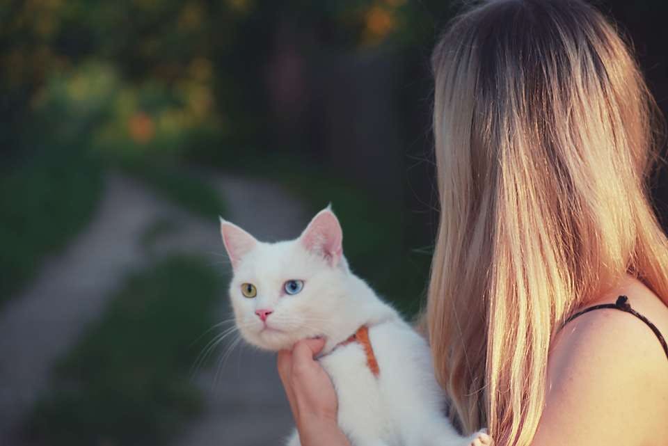スガオのCCクリームぽいイメージの女性と白猫