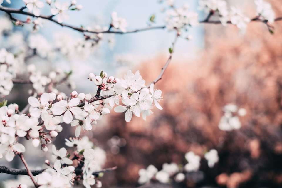 儚い桜