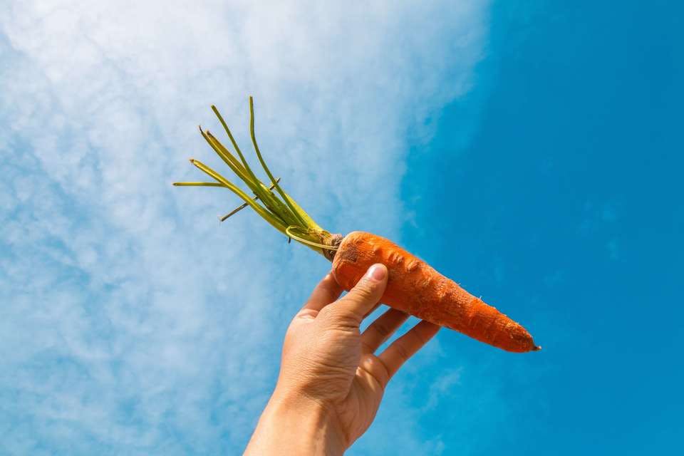 Large carrot food hand 1721073  1 