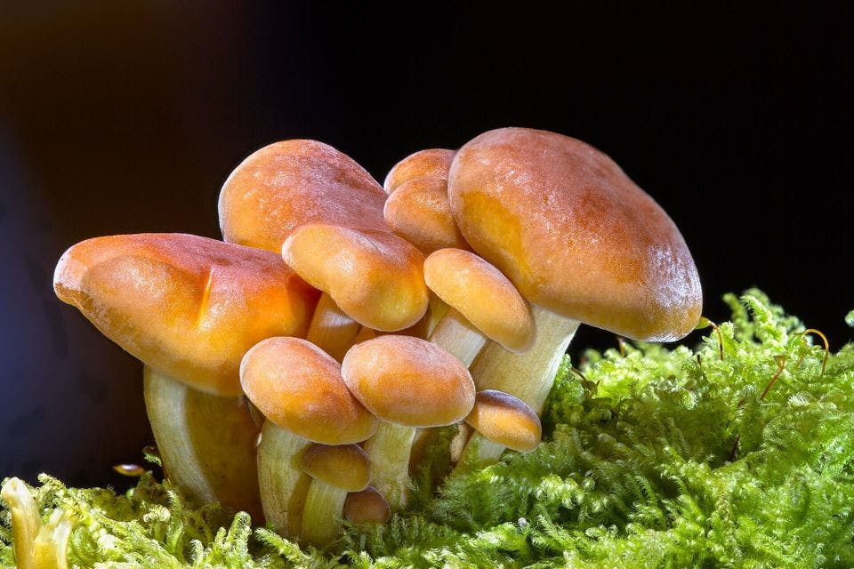 Large mushroom 2279558 1920  1 