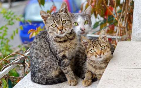 Medium adorable animals cats 749212  1 