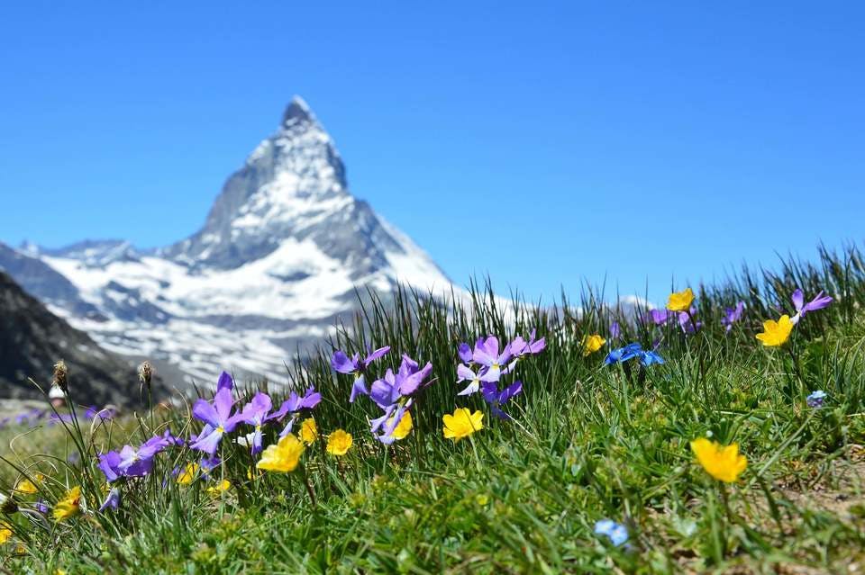 Large alpine beautiful bloom 267133  1 
