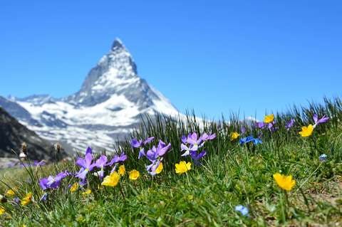 Medium alpine beautiful bloom 267133  1 