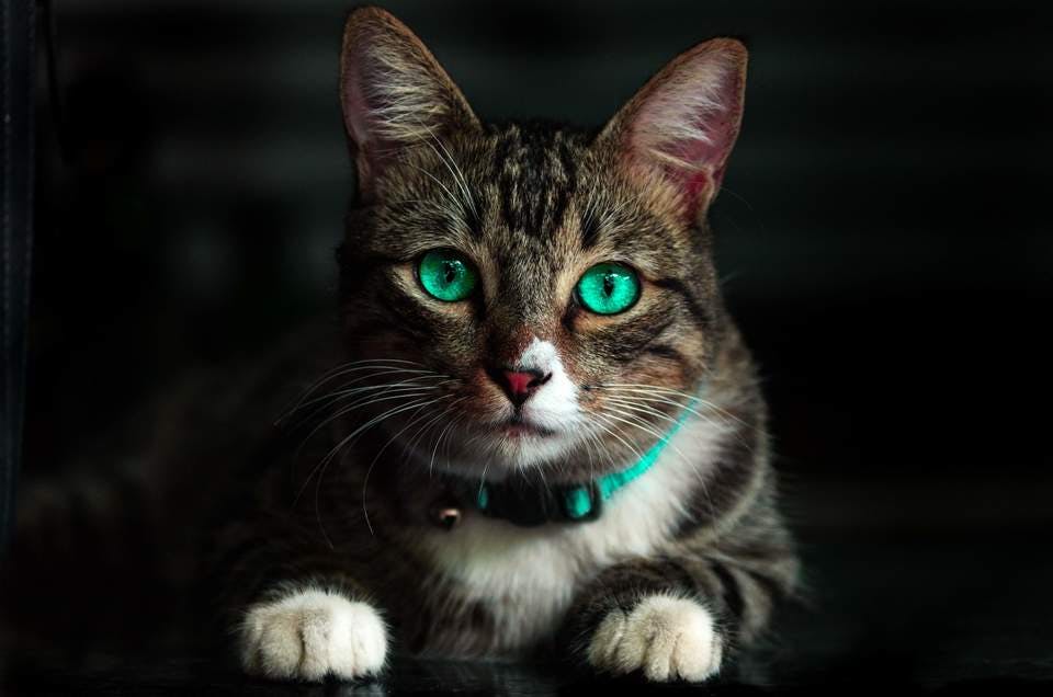 猫目のモデルの猫