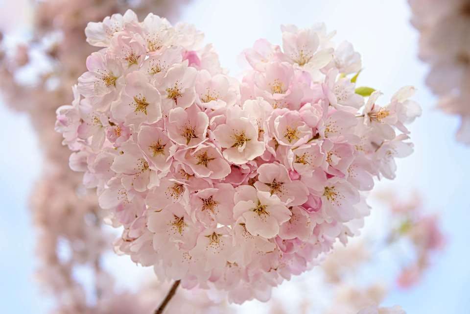 ククルクゥの想いが込められたハートの桜