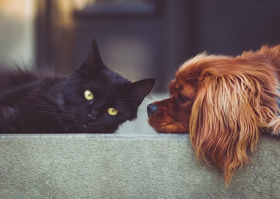 【犬派vs猫派】どっちが多いか割合を調査＆犬派・猫派で違う性格の特徴