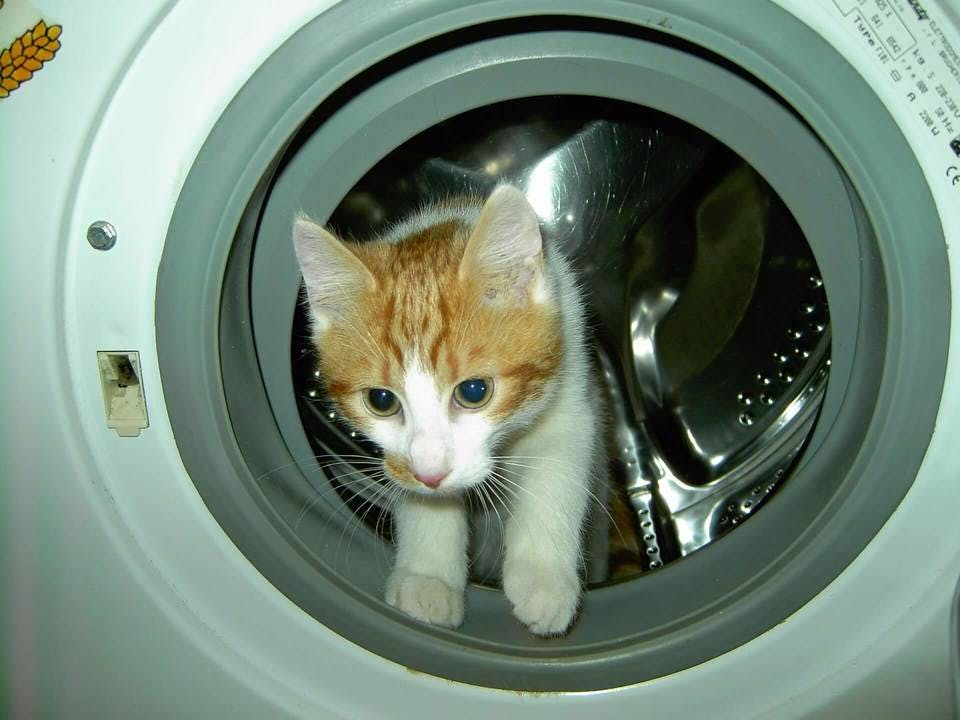 猫が入っているおすすめのドラム式洗濯機
