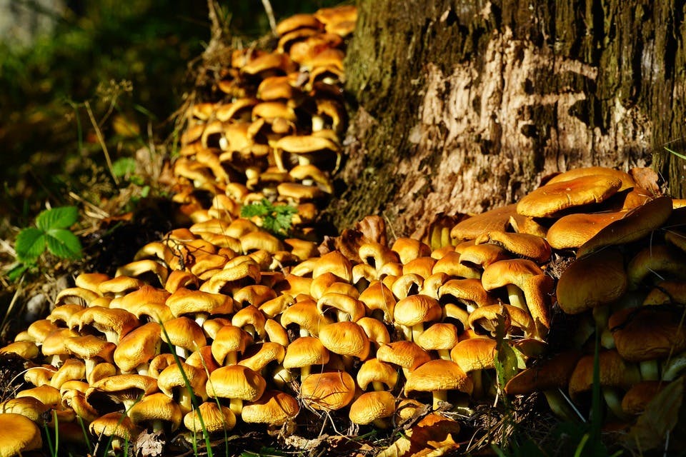 Large mushrooms 3831853 1920  1 
