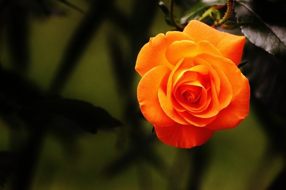 オレンジパンツに取り入れたいきれいなバラの色